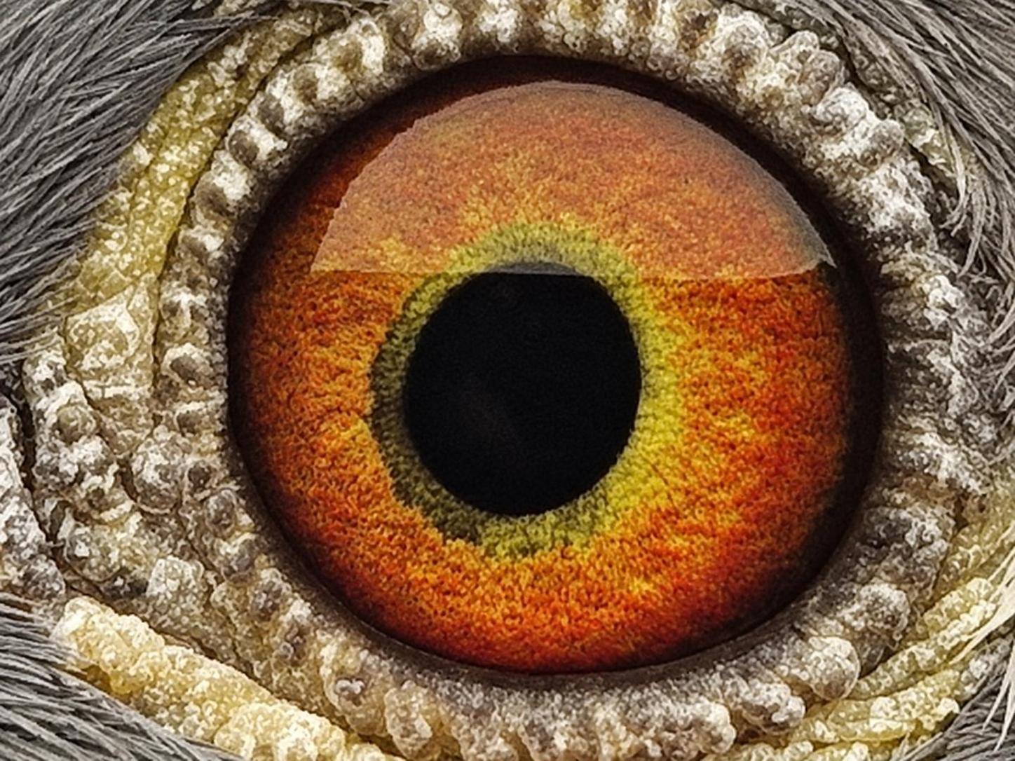 Pigeon eye